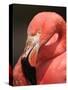 Chilean Flamingo-Adam Jones-Stretched Canvas