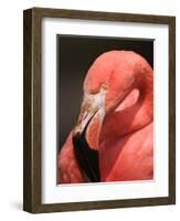 Chilean Flamingo-Adam Jones-Framed Photographic Print