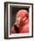 Chilean Flamingo-Adam Jones-Framed Photographic Print