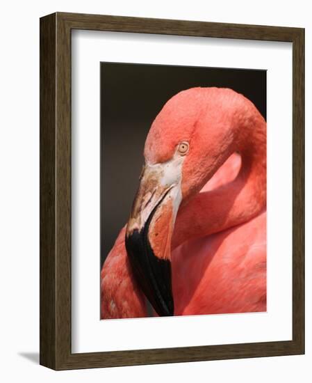 Chilean Flamingo-Adam Jones-Framed Photographic Print