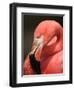 Chilean Flamingo-Adam Jones-Framed Photographic Print