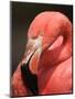 Chilean Flamingo-Adam Jones-Mounted Photographic Print