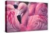 Chilean Flamingo-Jeff McGraw-Stretched Canvas