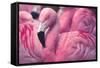 Chilean Flamingo-Jeff McGraw-Framed Stretched Canvas