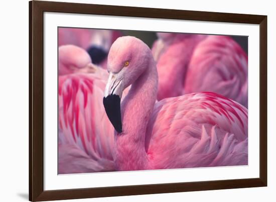 Chilean Flamingo-Jeff McGraw-Framed Photographic Print