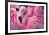 Chilean Flamingo-Jeff McGraw-Framed Photographic Print