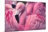 Chilean Flamingo-Jeff McGraw-Mounted Photographic Print