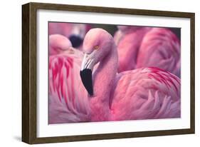 Chilean Flamingo-Jeff McGraw-Framed Photographic Print