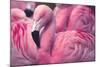 Chilean Flamingo-Jeff McGraw-Mounted Photographic Print