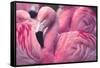 Chilean Flamingo-Jeff McGraw-Framed Stretched Canvas