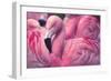 Chilean Flamingo-Jeff McGraw-Framed Photographic Print