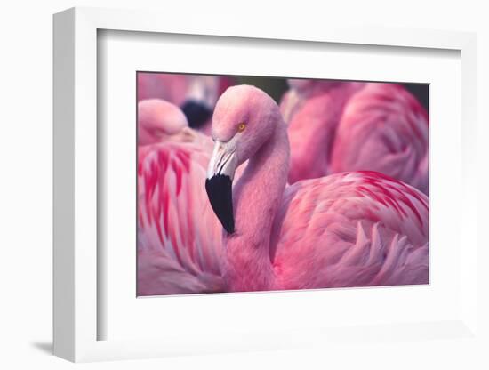 Chilean Flamingo-Jeff McGraw-Framed Photographic Print