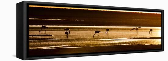 Chilean Flamingos on the Laguna Chaxa-Alex Saberi-Framed Stretched Canvas