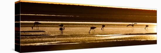 Chilean Flamingos on the Laguna Chaxa-Alex Saberi-Stretched Canvas