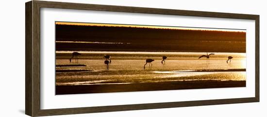 Chilean Flamingos on the Laguna Chaxa-Alex Saberi-Framed Photographic Print