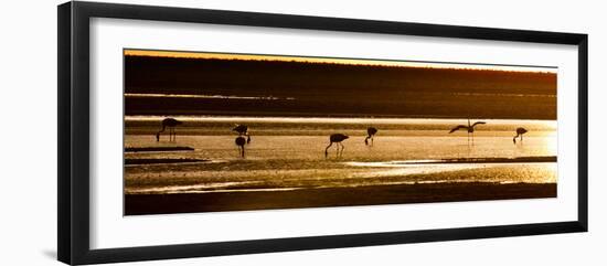 Chilean Flamingos on the Laguna Chaxa-Alex Saberi-Framed Photographic Print