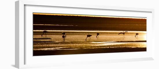 Chilean Flamingos on the Laguna Chaxa-Alex Saberi-Framed Photographic Print