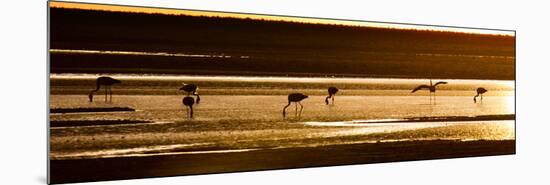 Chilean Flamingos on the Laguna Chaxa-Alex Saberi-Mounted Photographic Print