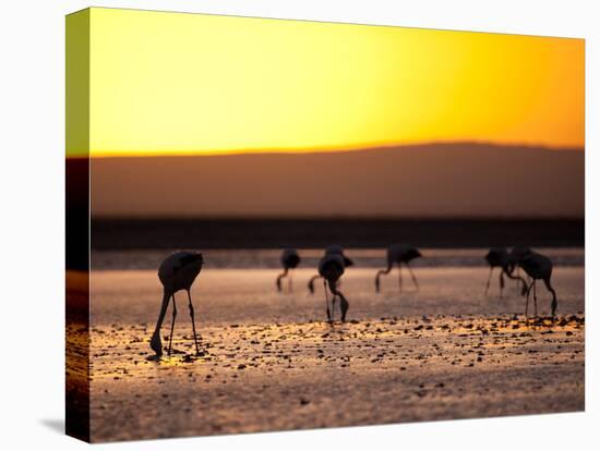 Chilean Flamingos on the Laguna Chaxa-Alex Saberi-Stretched Canvas