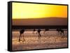 Chilean Flamingos on the Laguna Chaxa-Alex Saberi-Framed Stretched Canvas