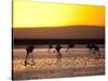 Chilean Flamingos on the Laguna Chaxa-Alex Saberi-Stretched Canvas