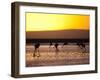 Chilean Flamingos on the Laguna Chaxa-Alex Saberi-Framed Premium Photographic Print