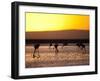 Chilean Flamingos on the Laguna Chaxa-Alex Saberi-Framed Premium Photographic Print