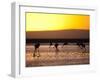 Chilean Flamingos on the Laguna Chaxa-Alex Saberi-Framed Photographic Print