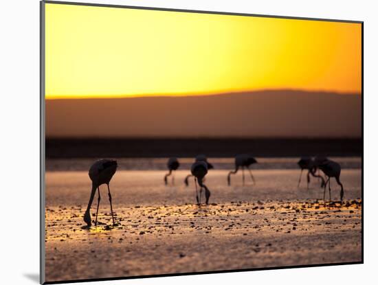 Chilean Flamingos on the Laguna Chaxa-Alex Saberi-Mounted Photographic Print