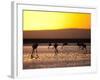 Chilean Flamingos on the Laguna Chaxa-Alex Saberi-Framed Photographic Print