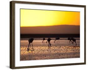 Chilean Flamingos on the Laguna Chaxa-Alex Saberi-Framed Photographic Print