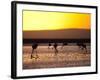 Chilean Flamingos on the Laguna Chaxa-Alex Saberi-Framed Photographic Print