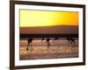 Chilean Flamingos on the Laguna Chaxa-Alex Saberi-Framed Photographic Print