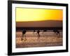 Chilean Flamingos on the Laguna Chaxa-Alex Saberi-Framed Photographic Print