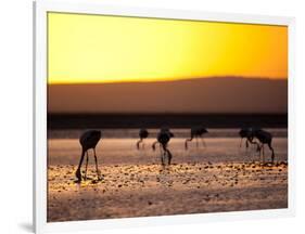 Chilean Flamingos on the Laguna Chaxa-Alex Saberi-Framed Photographic Print