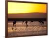 Chilean Flamingos on the Laguna Chaxa-Alex Saberi-Framed Photographic Print