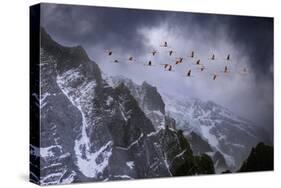 Chilean Flamingos (Phoenicopterus Chilensis) in Flight over Mountain Peaks, Chile-Ben Hall-Stretched Canvas