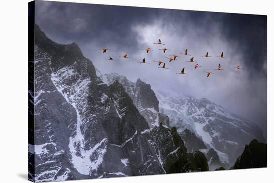 Chilean Flamingos (Phoenicopterus Chilensis) in Flight over Mountain Peaks, Chile-Ben Hall-Stretched Canvas