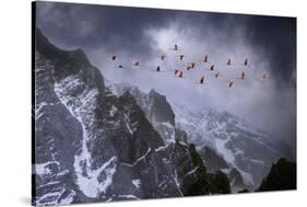 Chilean Flamingos (Phoenicopterus Chilensis) in Flight over Mountain Peaks, Chile-Ben Hall-Stretched Canvas