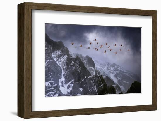 Chilean Flamingos (Phoenicopterus Chilensis) in Flight over Mountain Peaks, Chile-Ben Hall-Framed Photographic Print