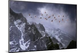 Chilean Flamingos (Phoenicopterus Chilensis) in Flight over Mountain Peaks, Chile-Ben Hall-Mounted Photographic Print