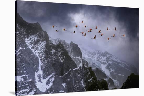 Chilean Flamingos (Phoenicopterus Chilensis) in Flight over Mountain Peaks, Chile-Ben Hall-Stretched Canvas