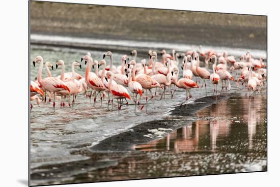 Chilean flamingos (Phoenicopterus chilensis) in Torres del Paine National Park, Patagonia, Chile, S-Alex Robinson-Mounted Photographic Print