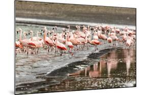 Chilean flamingos (Phoenicopterus chilensis) in Torres del Paine National Park, Patagonia, Chile, S-Alex Robinson-Mounted Photographic Print