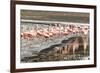 Chilean flamingos (Phoenicopterus chilensis) in Torres del Paine National Park, Patagonia, Chile, S-Alex Robinson-Framed Photographic Print