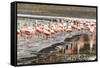 Chilean flamingos (Phoenicopterus chilensis) in Torres del Paine National Park, Patagonia, Chile, S-Alex Robinson-Framed Stretched Canvas