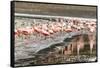 Chilean flamingos (Phoenicopterus chilensis) in Torres del Paine National Park, Patagonia, Chile, S-Alex Robinson-Framed Stretched Canvas