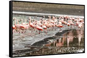 Chilean flamingos (Phoenicopterus chilensis) in Torres del Paine National Park, Patagonia, Chile, S-Alex Robinson-Framed Stretched Canvas