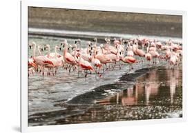 Chilean flamingos (Phoenicopterus chilensis) in Torres del Paine National Park, Patagonia, Chile, S-Alex Robinson-Framed Photographic Print