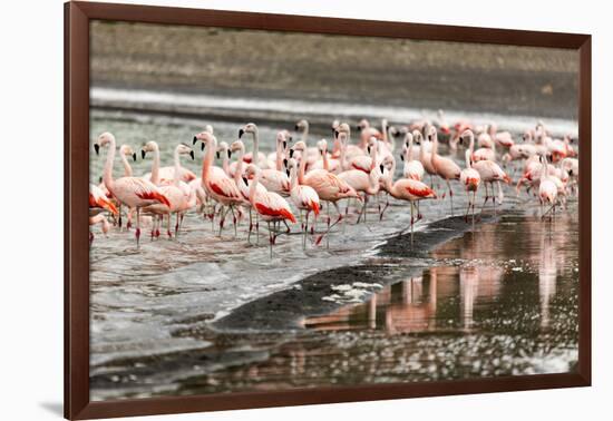 Chilean flamingos (Phoenicopterus chilensis) in Torres del Paine National Park, Patagonia, Chile, S-Alex Robinson-Framed Photographic Print